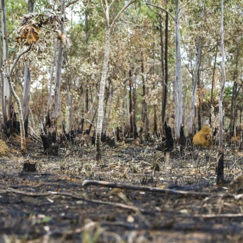 Alto Paraíso (GO) -  Queimadas em área de cerrado do município de Alto Paraíso (Marcelo Camargo/Agência Brasil)