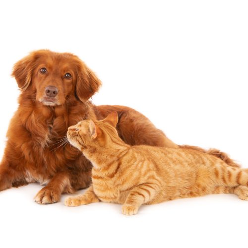 An isolated shot of a Nova Scotia Duck Tolling Retriever dog looking at the camera while a ginger cat looks at it lying in front of a white background
