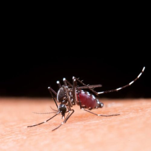 Mosquito macro photography